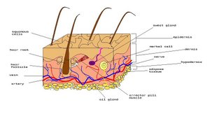 Diagram of the layers of human skin